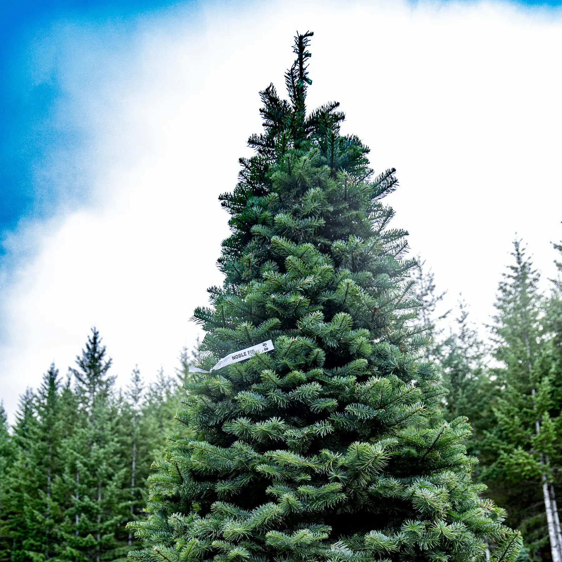 Noble Fir