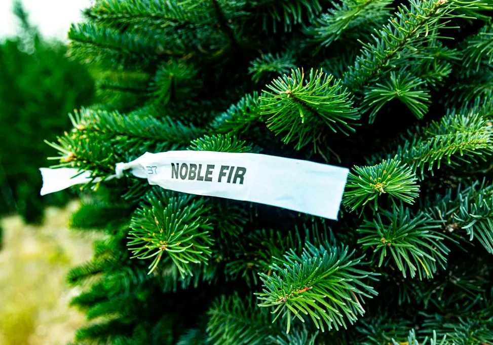 Noble Fir