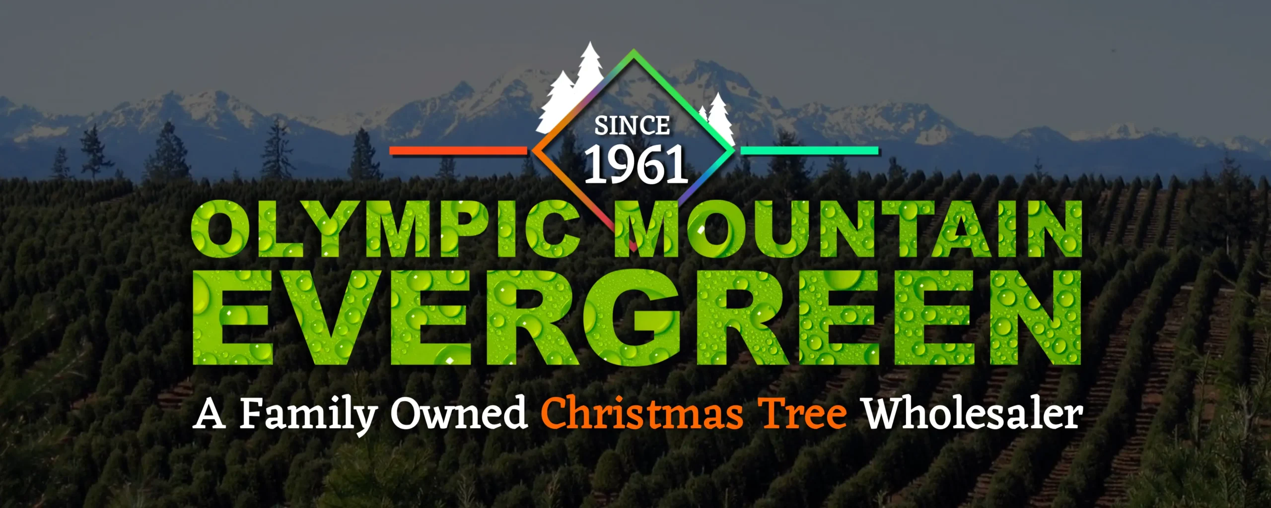 Olympic Mountain Evergreen | Christmas Tree Wholesaler