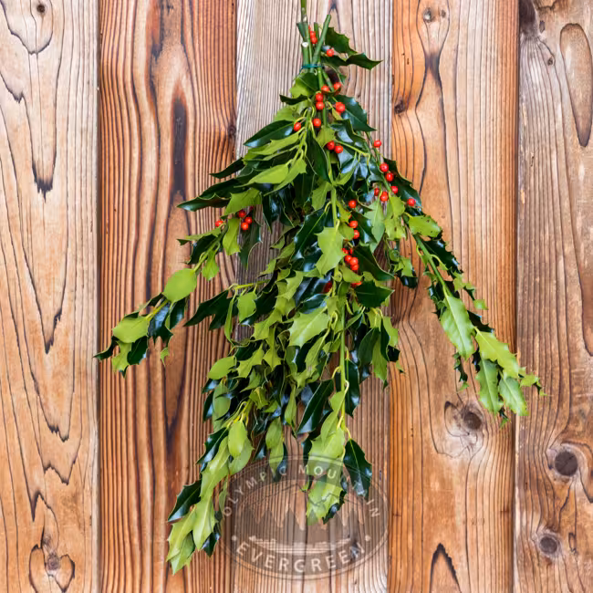 OME Green Holly
