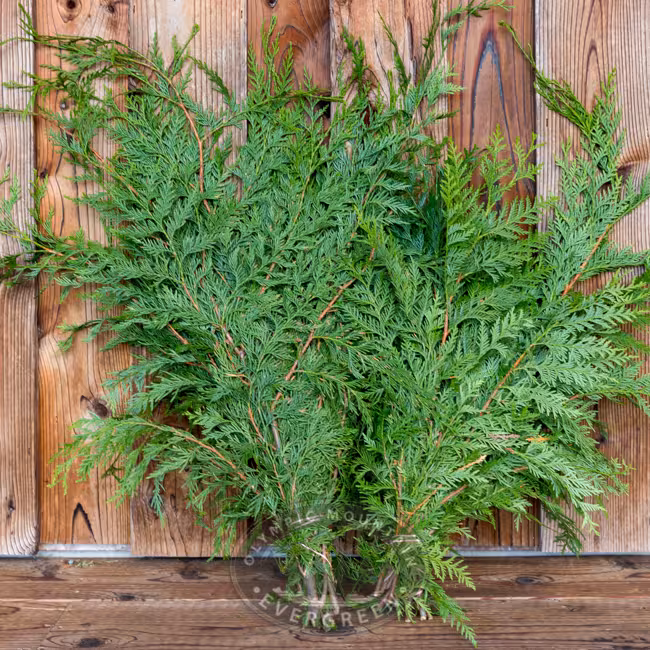 OME - Red Cedar Boughs