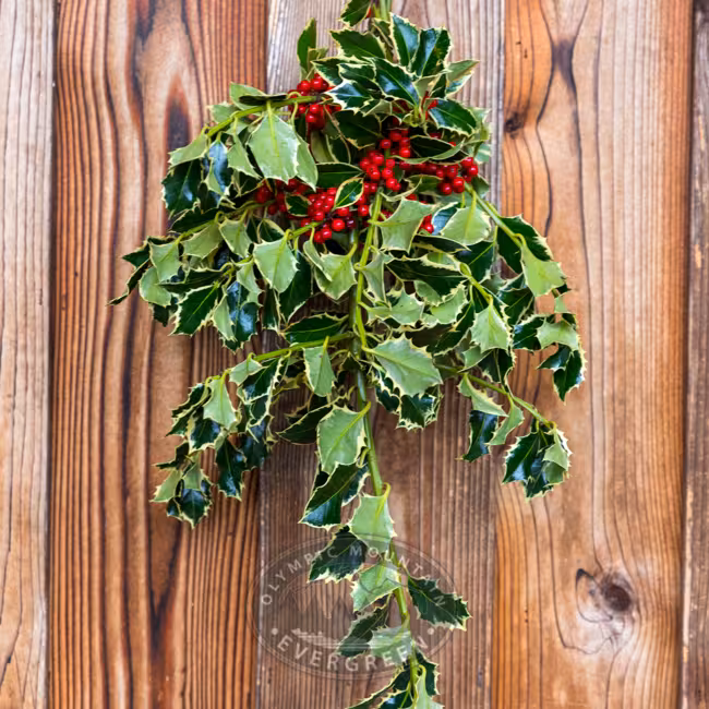 OME - Variegated Holly